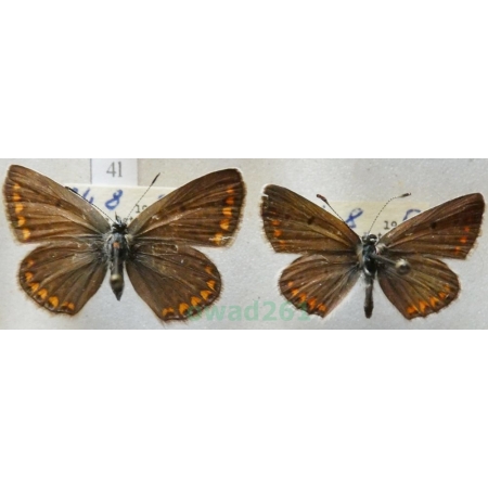 Aricia agestis (Denis & Schiffermüller, 1775) pair Modraszek agestis Czech4l